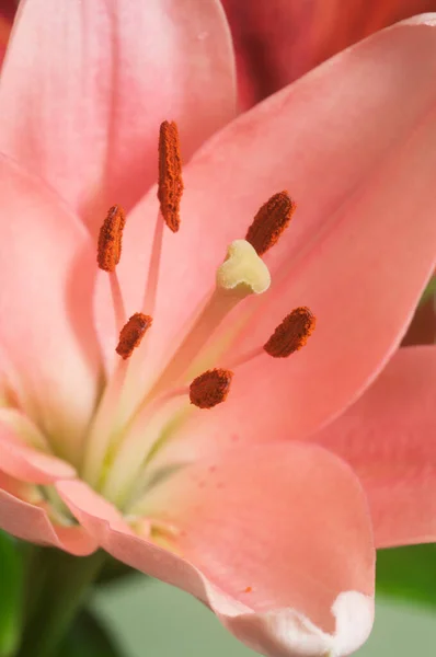 Pink Lily Flower Ower Green Background Closeup — Stock Photo, Image