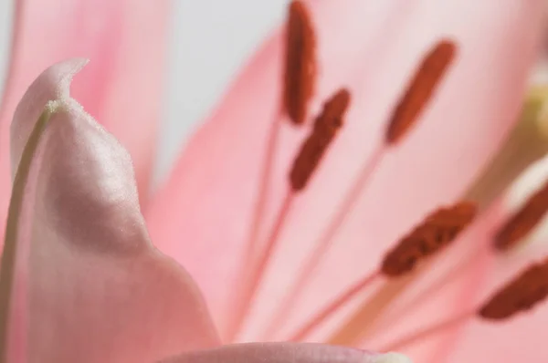 Roze Lelie Bloem Ower Groene Achtergrond Closeup — Stockfoto