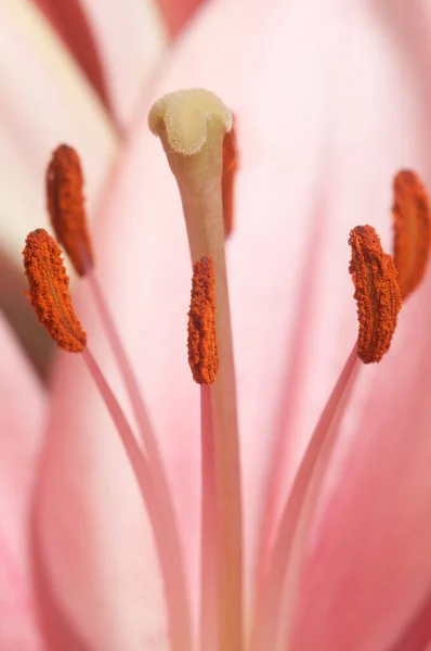 白い背景の上にピンクのユリの花クローズアップ — ストック写真