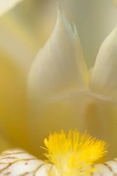 Jsem Rád Fragment Květiny Makro Pořídil Lokální Zaměření — Stock fotografie