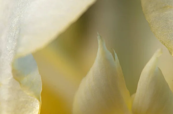 Fragmento Flor Feliz Macro Tiro Foco Local — Fotografia de Stock