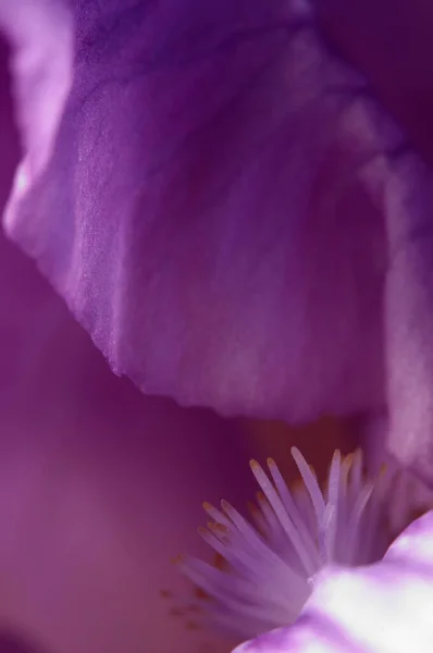 Froh Blütenfragment Makroaufnahme Lokaler Fokus — Stockfoto