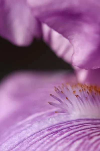 Cieszę Się Fragment Kwiatu Makro Strzał Lokalnego Ostrości — Zdjęcie stockowe