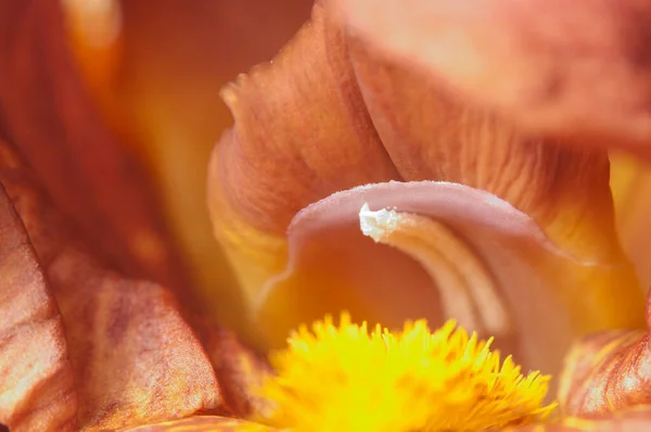 Glad Flower Fragment Macro Shot Local Focus — Stock Photo, Image