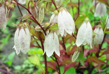 Benekli çan çiçeği (Campanula punctata) çiçekleri, yakın çekim