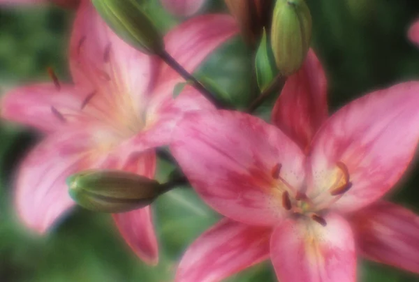 Lily Flowers Soft Focus Retro Picture — Stock Photo, Image