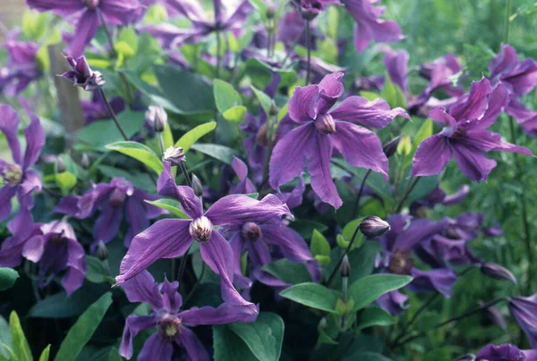 野生のクレマチスの花を閉じるショットレトロスタイル — ストック写真