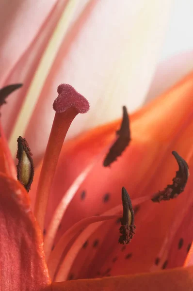 Beyaz Arkaplanda Pembe Zambak Çiçeği Yakın Plan — Stok fotoğraf