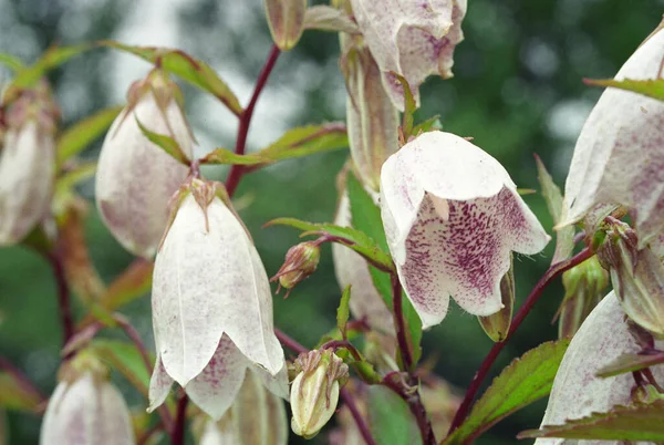 斑点のある鐘花 カンパヌラ パンクタータ 閉じるショット — ストック写真