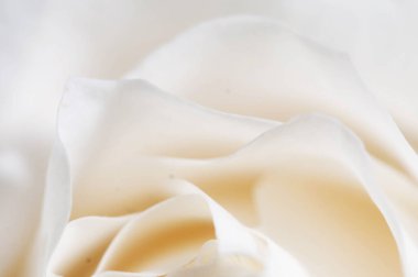 Gül çiçeği parçacıklı makro çekim yerel odak