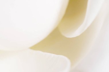 Gül çiçeği parçacıklı makro çekim yerel odak