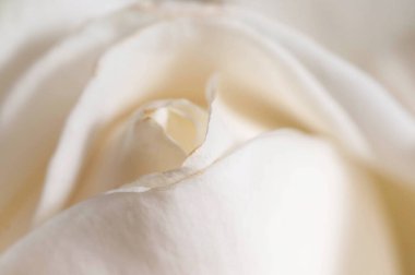 Gül çiçeği parçacıklı makro çekim yerel odak