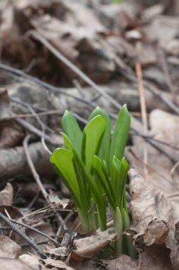 Allium ursinum ilkbahar ormanında taze yapraklar