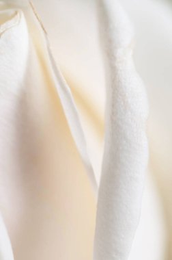 Gül çiçeği parçacıklı makro çekim yerel odak