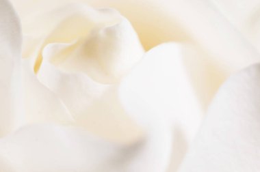 Gül çiçeği parçacıklı makro çekim yerel odak