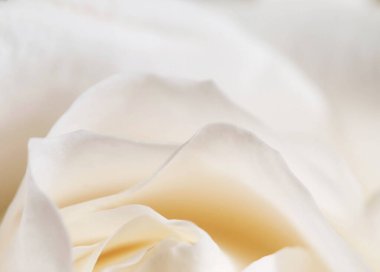 Gül çiçeği parçacıklı makro çekim yerel odak