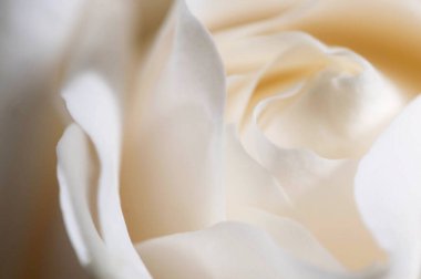 Gül çiçeği parçacıklı makro çekim yerel odak