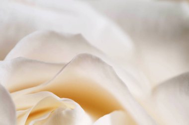 Gül çiçeği parçacıklı makro çekim yerel odak