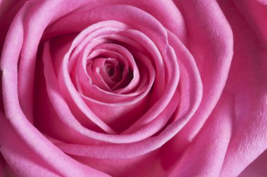 Gül çiçeği parçacıklı makro çekim yerel odak