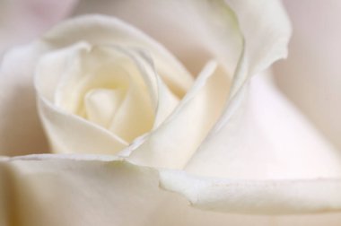 Gül çiçeği parçacıklı makro çekim yerel odak