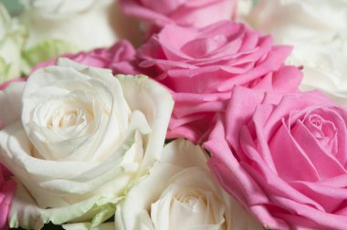 Yeşil arkaplanda güller uçuşuyor, yakın plan çekim