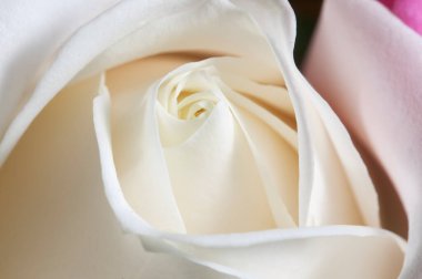 Gül çiçeği parçacıklı makro çekim yerel odak