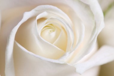 Gül çiçeği parçacıklı makro çekim yerel odak