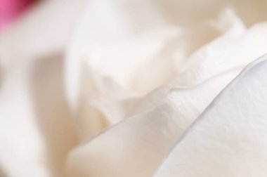 Gül çiçeği parçacıklı makro çekim yerel odak