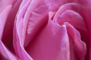 Gül çiçeği parçacıklı makro çekim yerel odak