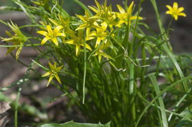 Baharda Beytüllahim 'in sarı yıldızı (Gagea lutea) çiçekler, yakın çekim, yerel odak