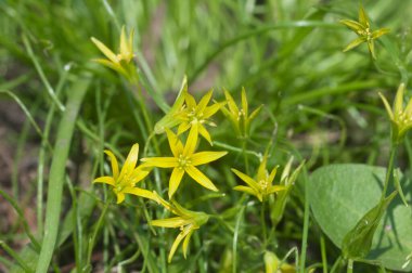 Baharda Beytüllahim 'in sarı yıldızı (Gagea lutea) çiçekler, yakın çekim, yerel odak