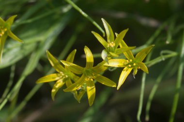 Baharda Beytüllahim 'in sarı yıldızı (Gagea lutea) çiçekler, yakın çekim, yerel odak