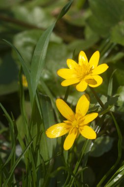 İlkbaharda düğün çiçeği, yakın çekim.