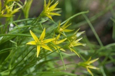 Baharda Beytüllahim 'in sarı yıldızı (Gagea lutea) çiçekler, yakın çekim, yerel odak