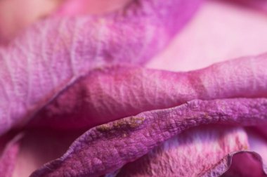 Kuru gül yaprakları, makro çekim, yerel odak