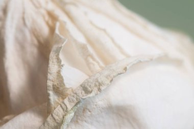 Kuru gül yaprakları, makro çekim, yerel odak