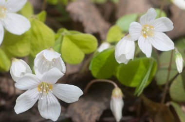 İlkbaharda Wood Sorrel (Oxalis) çiçekleri, yakın plan