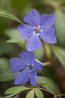 Bahar parkındaki küçük Vinca çiçekleri, yakın çekim.