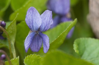 Viola Palustris (bataklık menekşesi) çiçekleri, yakın çekim