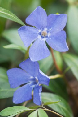Bahar parkındaki küçük Vinca çiçekleri, yakın çekim.