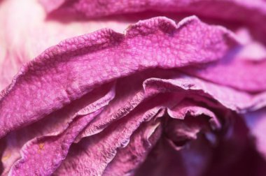 Kuru gül yaprakları, makro çekim, yerel odak