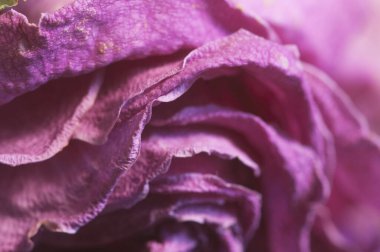 Kuru gül yaprakları, makro çekim, yerel odak