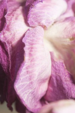 Kuru gül yaprakları, makro çekim, yerel odak