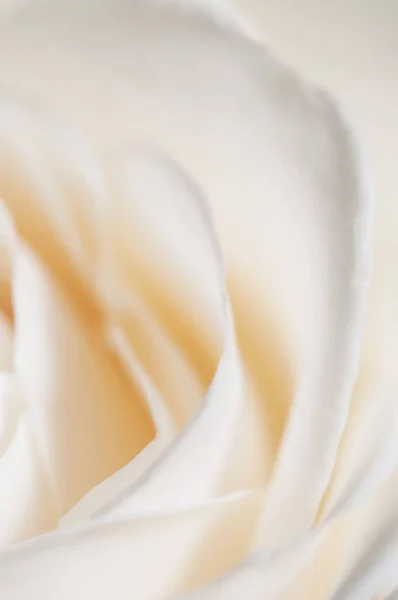 Фрагмент Квітки Троянди Макро Знімок Локальний Фокус — стокове фото