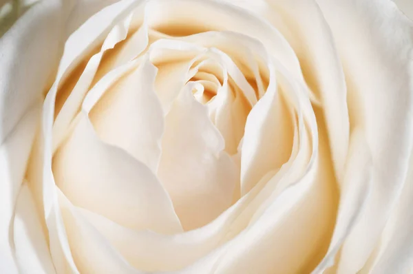 Фрагмент Цветка Розы — стоковое фото