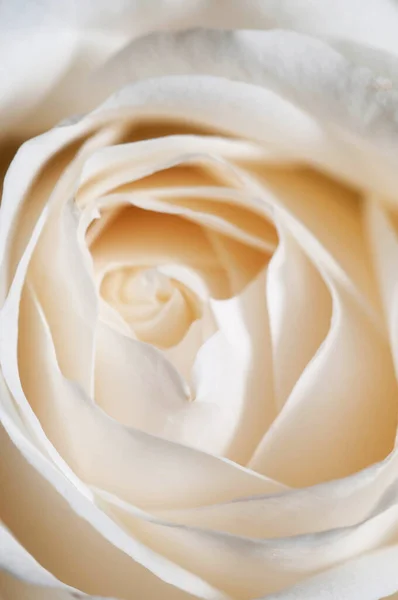 Фрагмент Цветка Розы — стоковое фото