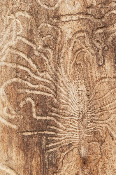 Kuru Bir Ağaçtaki Kabuk Böceği Delikleri Yakın Plan — Stok fotoğraf