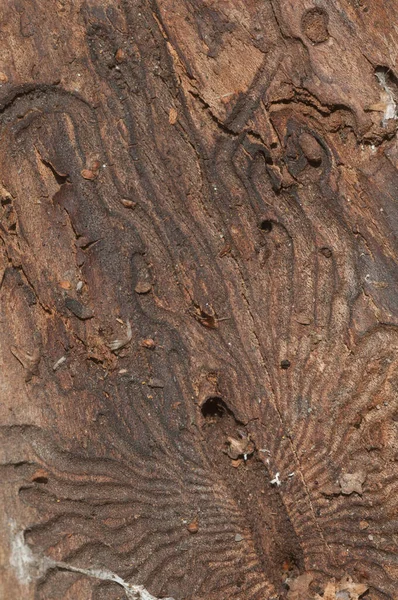 Bark Beetle Holes Dry Barke Closeup — Stock Photo, Image