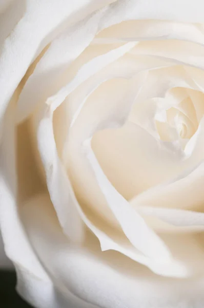 Фрагмент Квітки Троянди Макро Знімок Локальний Фокус — стокове фото