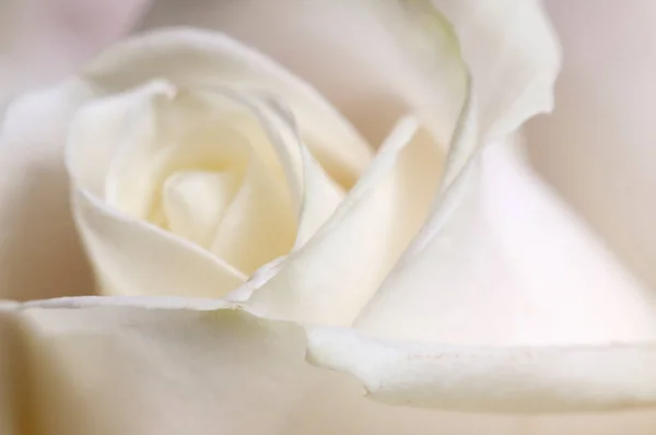 Rose Bloem Fragment Macro Shot Lokale Focus — Stockfoto